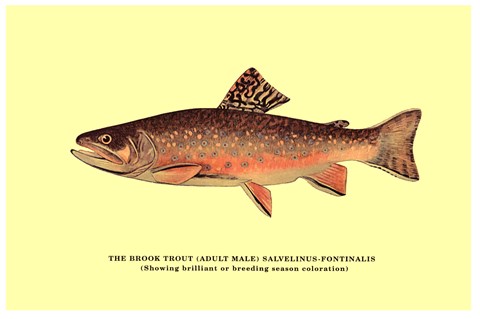 Framed Brook Trout (Showing Brilliant or Breeding Season Coloration) Print