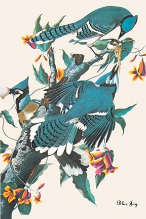 Framed Blue Jay Print