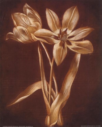Framed White Brown Flowers Print