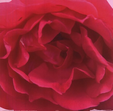 Framed Red Rose Print