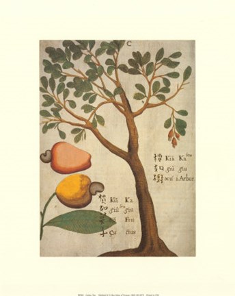 Framed Cashew Tree Print