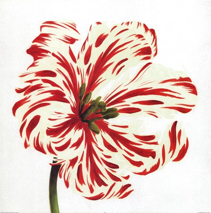 Framed Red White Flowers Print