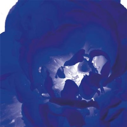 Framed Blue Flower Print