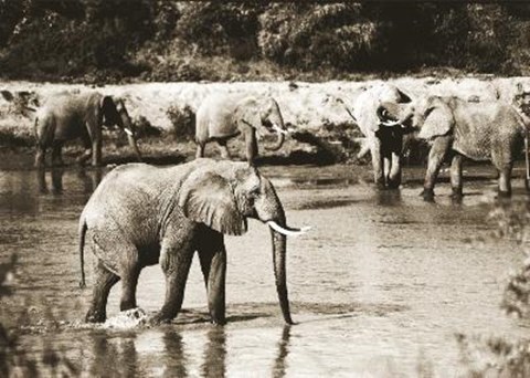 Framed Elephants In River Print
