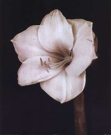 Framed White Flower Print