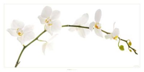 Framed Orchidee Phalaenopsis Print