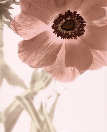 Framed Anemone Radiance Print