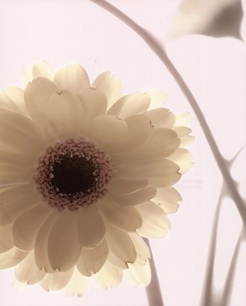 Framed Gerbera Shimmer II Print