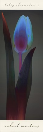 Framed Tulip Chromatics I Print