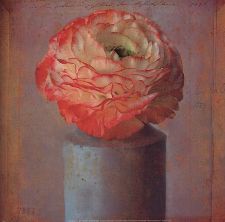 Framed Floral Study I Print