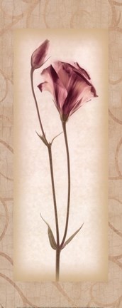 Framed Blossom I Lisianthus Print