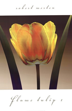 Framed Flame Tulip I Print