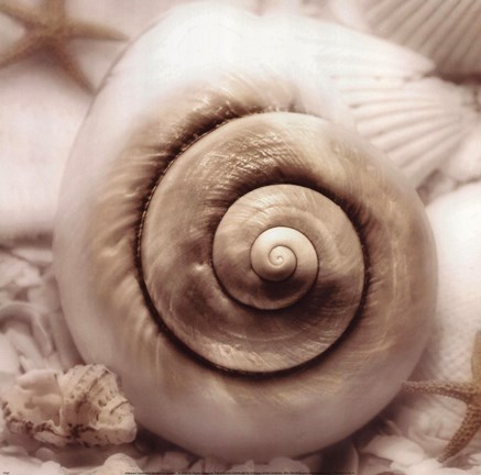 Framed Iridescent Seashell I Print