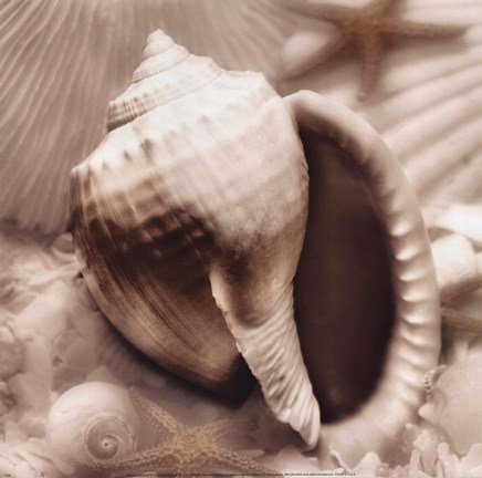 Framed Iridescent Seashell III Print