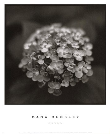 Framed Hydrangea Print