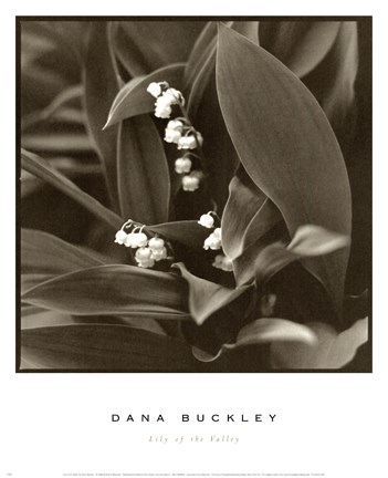 Framed Lily Of The Valley Print