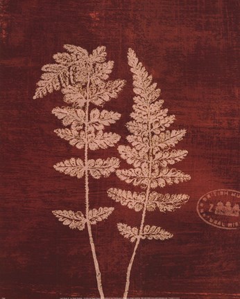 Framed Leaf Study III Print