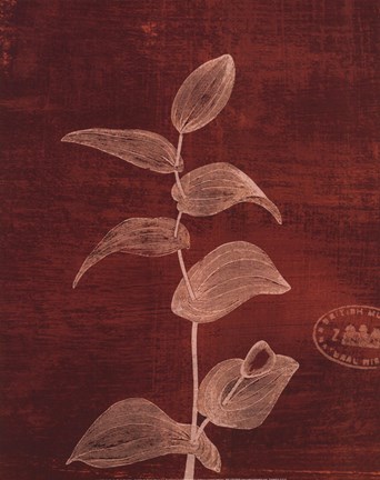 Framed Leaf Study IV Print