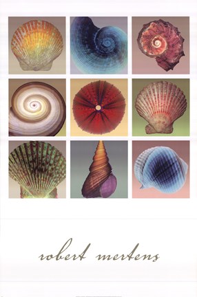 Framed Shell Collection Print