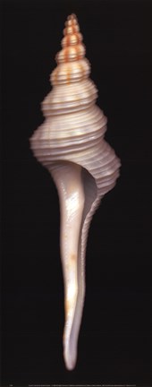 Framed Dupetit's Spindle Print