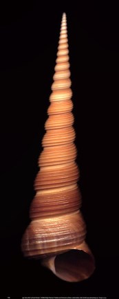 Framed Ligar Screw Shell Print