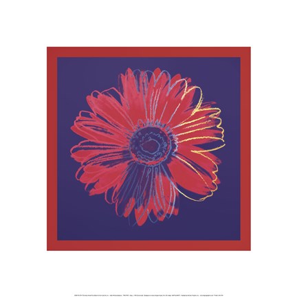 Framed Daisy, c.1982 (blue and red) Print