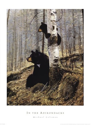 Framed In The Adirondacks Print