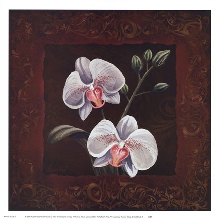 Framed Orchid Study II Print