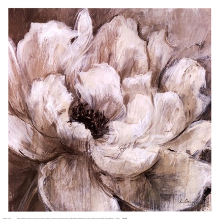 Framed Peonies Blanche II Print