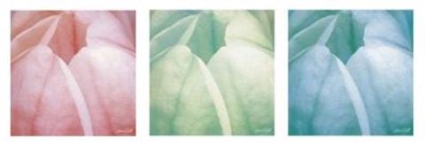 Framed Tulip Trio Print