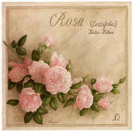 Framed Rosa Centifolia Print