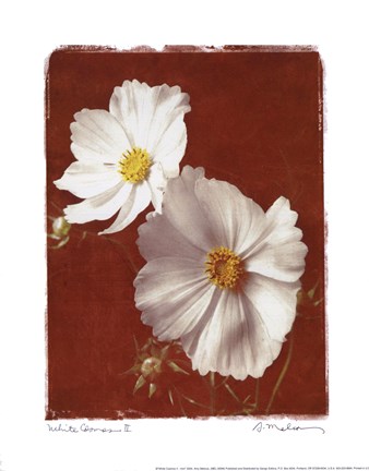 Framed White Cosmos II - Mini Print