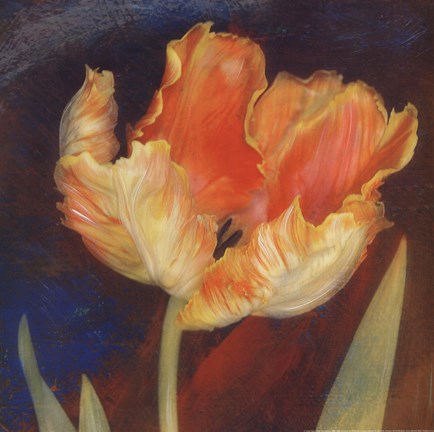 Framed Dusk Tulip I Print