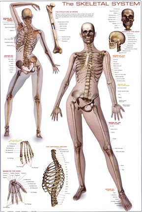 Framed Skeletal System Print