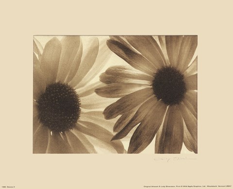 Framed Daisies II Print