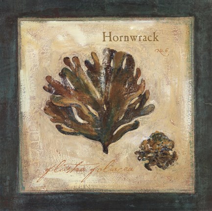 Framed Hornwrack Print