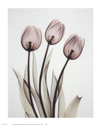Framed Tulipa One Print
