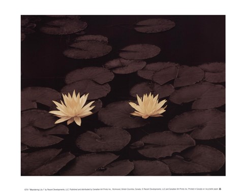 Framed Meandering Lily I Print