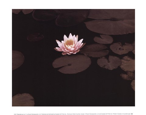 Framed Meandering Lily II Print