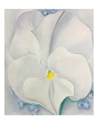 Framed White Pansy Print