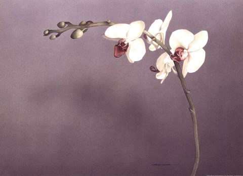 Framed Orchid II Print