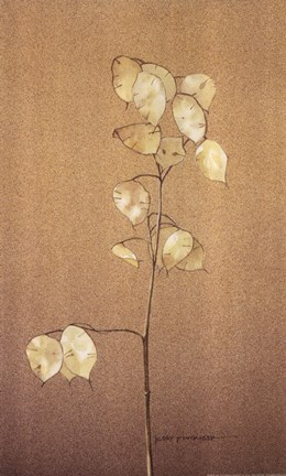 Framed Lunaria Study I Print