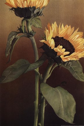 Framed Isabell's Garden II Print