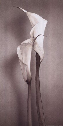 Framed Twin Callas II Print