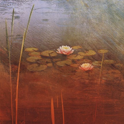 Framed Pond Lilies II Print