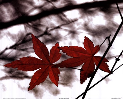 Framed First Cousins Print