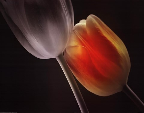 Framed ShadowDance Print