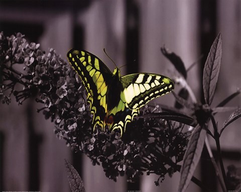 Framed Standout Print