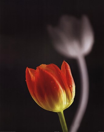 Framed Up Front Print