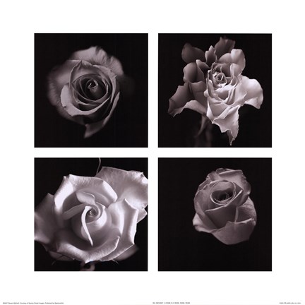 Framed Rose is a Rose, Rose, Rose Print